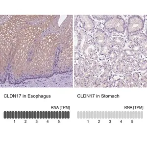 Merck Anti-CLDN17 antibody produced in rabbit