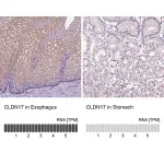 Merck Anti-CLDN17 antibody produced in rabbit