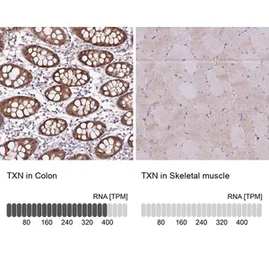 Merck Anti-TXN antibody produced in rabbit