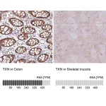 Merck Anti-TXN antibody produced in rabbit