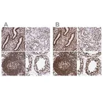 Merck Anti-SFPQ antibody produced in rabbit