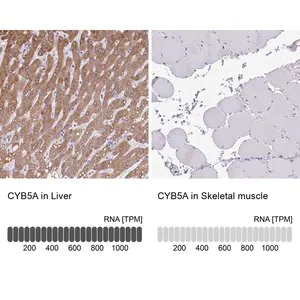 Merck Anti-CYB5A antibody produced in rabbit