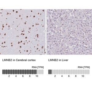 Merck Anti-LMNB2 antibody produced in rabbit