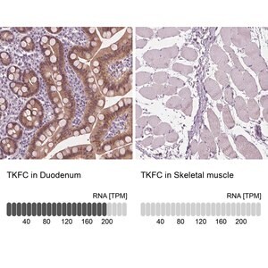 Merck Anti-TKFC antibody produced in rabbit