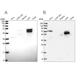 Merck Anti-ACSS3 antibody produced in rabbit