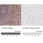 Merck Anti-PYCARD antibody produced in rabbit