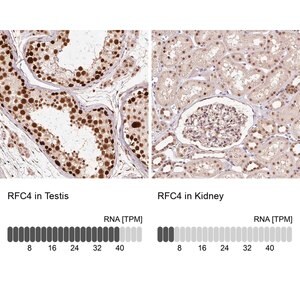 Merck Anti-RFC4 antibody produced in rabbit