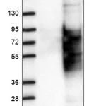 Merck Anti-PALM antibody produced in rabbit