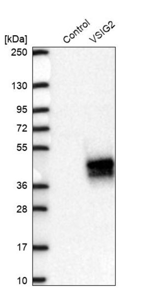 Merck Anti-VSIG2 antibody produced in rabbit