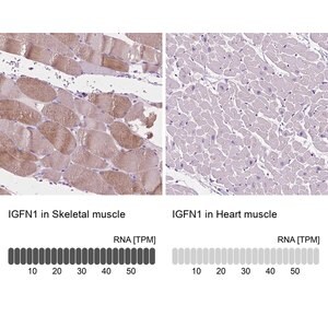 Merck Anti-IGFN1 antibody produced in rabbit