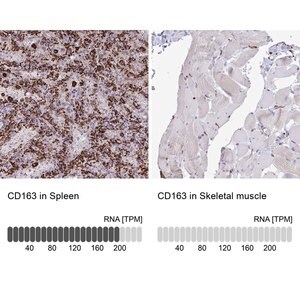 Merck Anti-CD163 antibody produced in rabbit