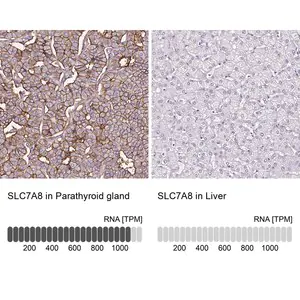 Merck Anti-SLC7A8 antibody produced in rabbit