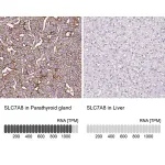 Merck Anti-SLC7A8 antibody produced in rabbit