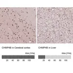 Merck Anti-CHMP4B antibody produced in rabbit