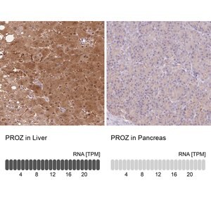 Merck Anti-PROZ antibody produced in rabbit