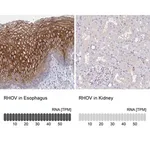 Merck Anti-RHOV antibody produced in rabbit