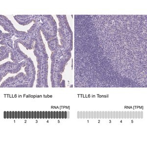Merck Anti-TTLL6 antibody produced in rabbit