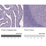 Merck Anti-TTLL6 antibody produced in rabbit