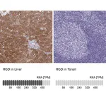 Merck Anti-HGD antibody produced in rabbit