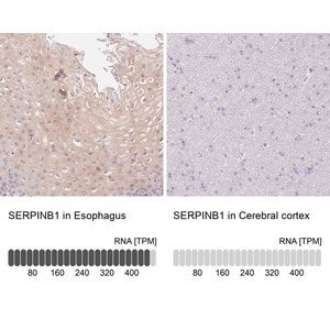 Merck Anti-SERPINB1 antibody produced in rabbit