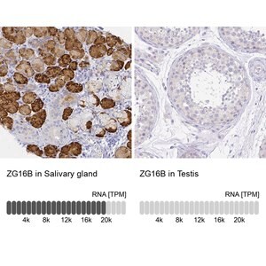 Merck Anti-ZG16B antibody produced in rabbit