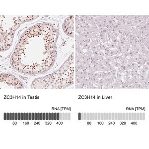 Merck Anti-ZC3H14 antibody produced in rabbit