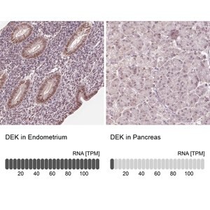 Merck Anti-DEK antibody produced in rabbit
