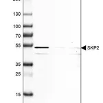 Merck Anti-SKP2 antibody produced in rabbit