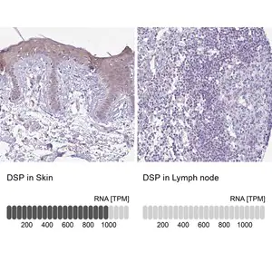 Merck Anti-DSP antibody produced in rabbit