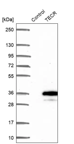 Merck Anti-TECR antibody produced in rabbit