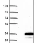 Merck Anti-TECR antibody produced in rabbit