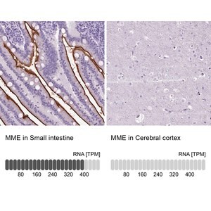 Merck Anti-MME antibody produced in rabbit