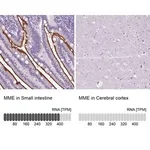 Merck Anti-MME antibody produced in rabbit