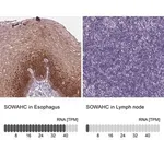Merck Anti-SOWAHC antibody produced in rabbit