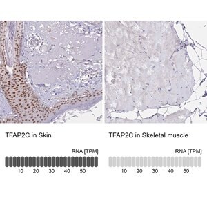 Merck Anti-TFAP2C antibody produced in rabbit