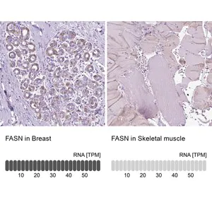 Merck Anti-FASN antibody produced in rabbit
