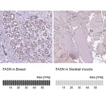 Merck Anti-FASN antibody produced in rabbit