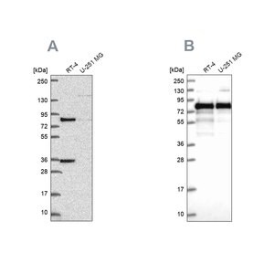 Merck Anti-CLINT1 antibody produced in rabbit