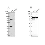 Merck Anti-CLINT1 antibody produced in rabbit