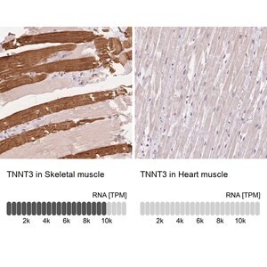 Merck Anti-TNNT3 antibody produced in rabbit