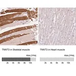 Merck Anti-TNNT3 antibody produced in rabbit