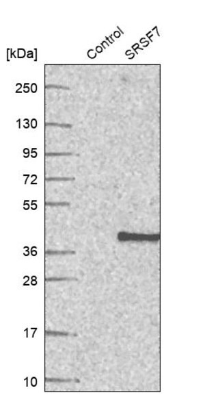 Merck Anti-SRSF7 antibody produced in rabbit