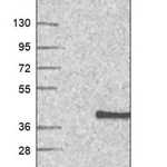 Merck Anti-SRSF7 antibody produced in rabbit