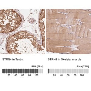 Merck Anti-STRN4 antibody produced in rabbit