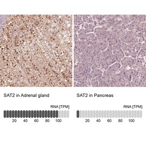 Merck Anti-SAT2 antibody produced in rabbit