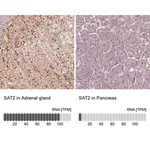 Merck Anti-SAT2 antibody produced in rabbit