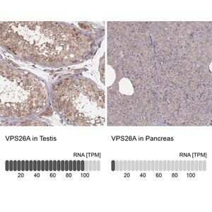 Merck Anti-VPS26A antibody produced in rabbit