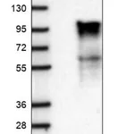 Merck Anti-CCSER1 antibody produced in rabbit