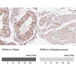 Merck Anti-PIWIL4 antibody produced in rabbit