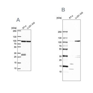 Merck Anti-WDR48 antibody produced in rabbit